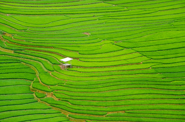 argriculture of green terraced rice fields in mountain of sapa vietnam in aerial view 