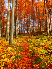 Fototapeta premium color photography of autumn forest