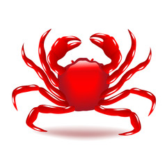 Crab isolated on white vector