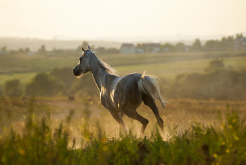 horse running gallop in sunset