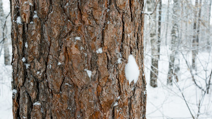 Trunk of a pine covered with snow