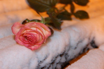 rose in winter