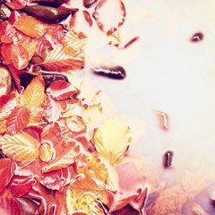 Fallen beech leves and stones in water of mountain river, first colorful leaves bellow mirror water...