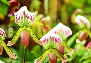 Paphiopedilum orchid flowers in the park, Thailand.