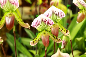 Paphiopedilum orchid flowers in the park, Thailand.