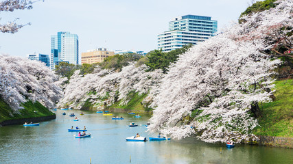 千鳥ヶ淵の桜