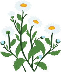White daisy chamomile flowers vector illustration, isolated vector