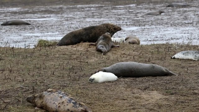 Grey Seals on Beach