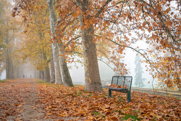 Bench and a row of plane trees with yellow leaves in a foggy autumn morning - Ferrara, Italy