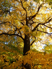 Fototapeta premium golden autumnal tree