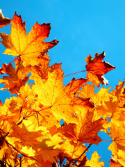 Naklejka na ściany i meble detail photography of autumnal maple tree