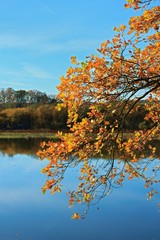 Nice autumn day with pond and branch with orange leaves