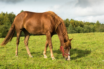 Naklejka na ściany i meble Brown horse on a pasture on a sunny day
