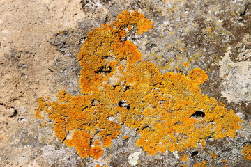 Lichens on rock