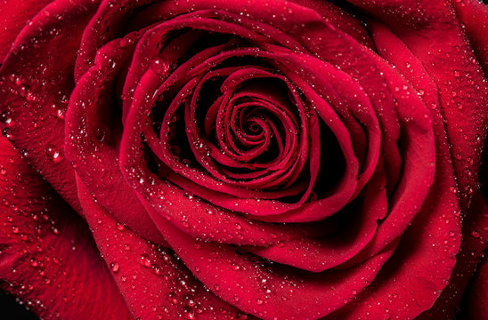 Red Rose. Red rose petals with rain drops closeup.
