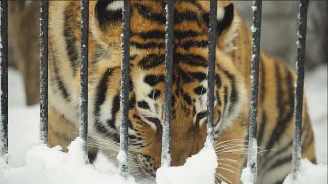 A young amur tiger eats in the zoo, Novosibirsk, Russia
