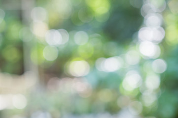 abstract tree bokeh