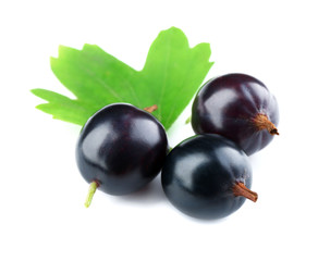 Wild black currant with green leaf isolated on white