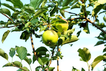 Branch of apple tree closeup