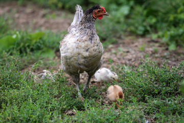 Hen chick rearing in natural environment rural scene