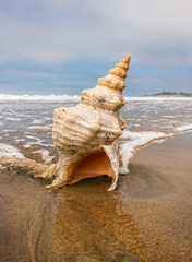 Horse Conch and Wave
