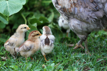 Hen chick rearing in natural environment rural scene