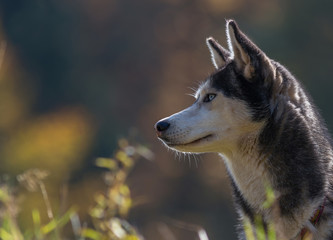 chien husky