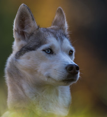 chien husky