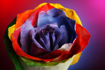 Fototapeta na wymiar Beautiful painted rose on blue-red background, close up