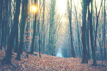 Autumn forest trail