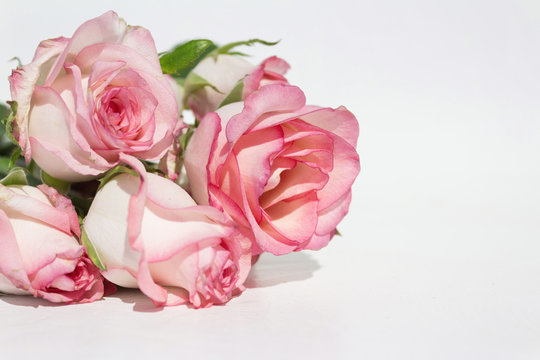 bouquet pink roses on white background