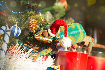 Chameleon Santa Claus