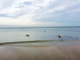 Möwen an der Ostsee