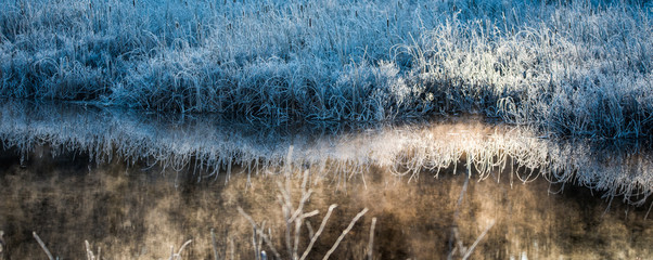 Bluegrass bushes. Morning dawn on ice and frost covered wetland foliage.  Encrusted marsh reeds and...