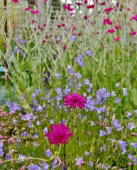 Fototapeta premium Blumen auf einer Wiese