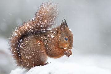 Cute red squirrel in the falling snow, winter in England