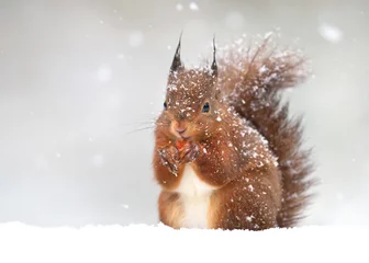 Keuken foto achterwand Eekhoorn Schattige rode eekhoorn in de vallende sneeuw, winter in Engeland