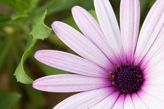 purple daisy - flower close up - 