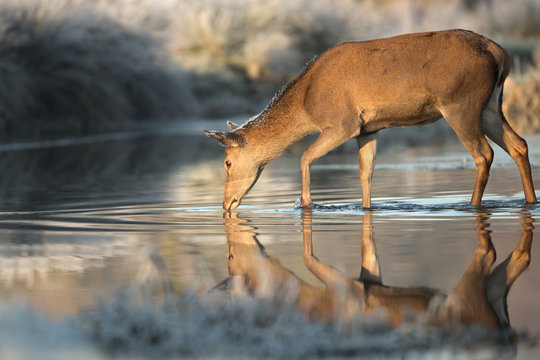 Red deer hind in a stream of water - Powered by Adobe