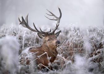 Red deer in winter