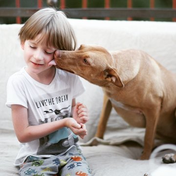 Dog Kissing A Boy