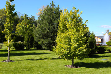 Park in the Summer