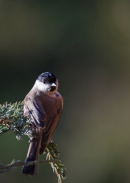 m&eacute;sange nonnette
