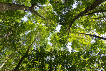 Lush green foliage, trees , upper view