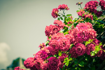 Bush of beautiful roses in a garden