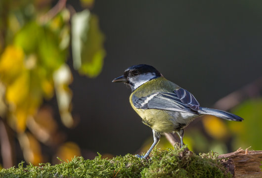 m&eacute;sange charbonni&egrave;re