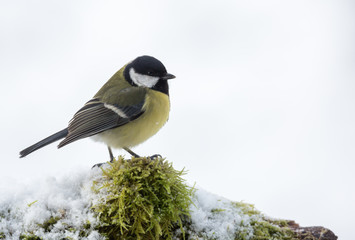 mésange charbonnière