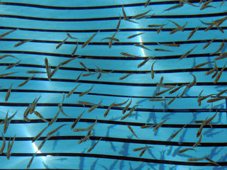 Small fish in shoal sea waters, blue walking pad seen on the bottom