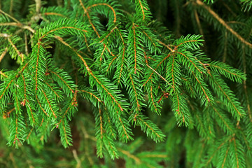 Spruce background
