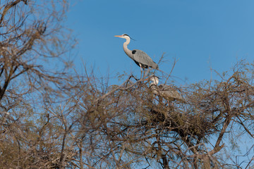 Two grey heron perching on bare tree, one hidden by branches